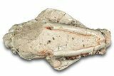 Fossil Oreodont (Leptauchenia) Partial Skull - South Dakota #284207-3